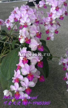 фото Фаленопсис (P. Liu's Cute Angel) Тайвань от магазина магазина орхидей Ангелок