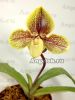 фото Пафиопедилум (Paph.concolor × Lippewunder) от магазина магазина орхидей Ангелок