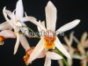 Целогина (Coelogyne viscosa) Тайвань