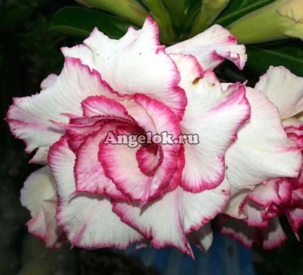 фото Адениум (Adenium obesum Lucky) от магазина магазина орхидей Ангелок