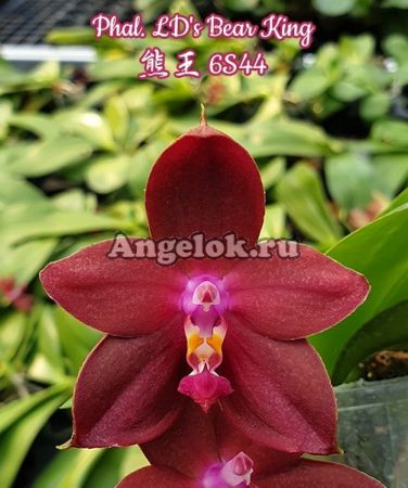 фото Фаленопсис (Phalaenopsis Ld's Bear King) Тайвань от магазина магазина орхидей Ангелок