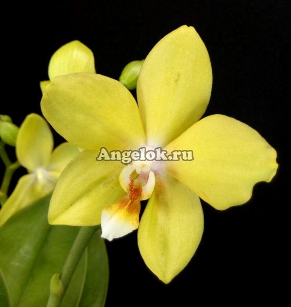 фото Фаленопсис (Phalaenopsis Table Masterpiece Yellow) от магазина магазина орхидей Ангелок