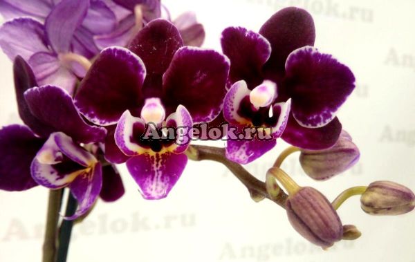 фото Фаленопсис мини (Phalaenopsis ) ph-83 от магазина магазина орхидей Ангелок