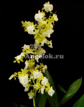 фото Онцидиум (Oncidium Pupukea Sunset alba) от магазина магазина орхидей Ангелок