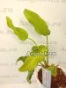 фото Филодендрон Ксанаду вариегатный (Philodendron Dwaft Xanado variegata) от магазина магазина орхидей Ангелок