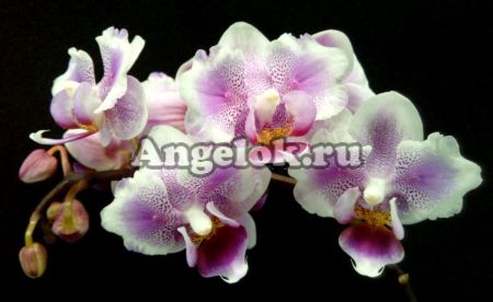 фото Фаленопсис бабочка (Phalaenopsis Amsterdam) пелорик от магазина магазина орхидей Ангелок