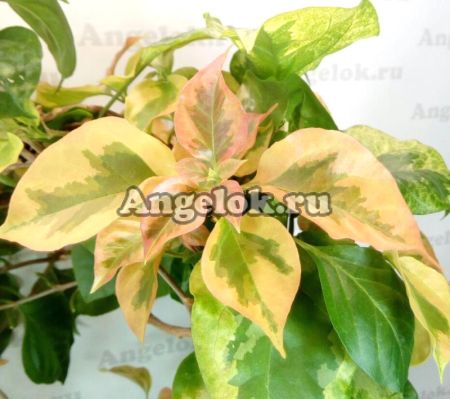 фото Бугенвиллия пестролистная (Bougainvillea Dauphine) черенок от магазина магазина орхидей Ангелок