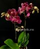 фото Фаленопсис (Phalaenopsis Red Lion) от магазина магазина орхидей Ангелок
