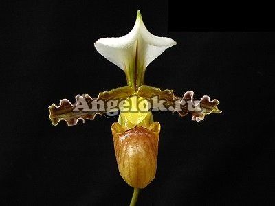фото Пафиопедилум (Paph.tranlienianum) Тайвань от магазина магазина орхидей Ангелок