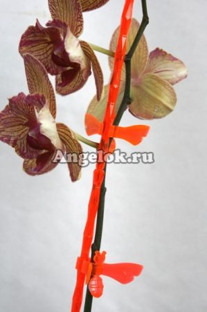 фото Опора пластиковая для орхидей Диамант оранжевая от магазина магазина орхидей Ангелок