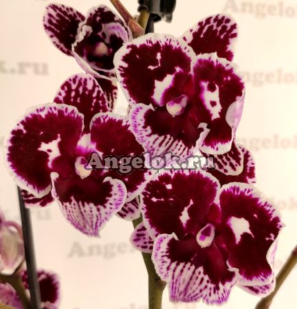 фото Фаленопсис Биг Лип (Phalaenopsis Bear) от магазина магазина орхидей Ангелок