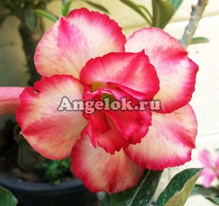фото Адениум (Adenium obesum Som jeed) от магазина магазина орхидей Ангелок
