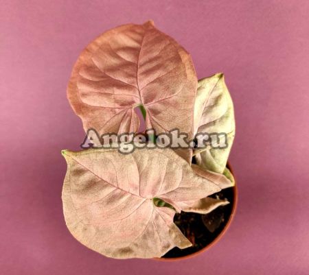 фото Сингониум (Syngonium Neon Pink) от магазина магазина орхидей Ангелок