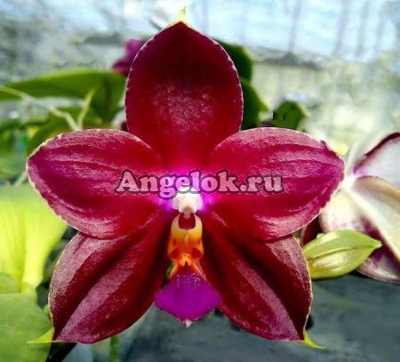 фото Фаленопсис (Phalaenopsis Eddy Red Wine) Тайвань от магазина магазина орхидей Ангелок