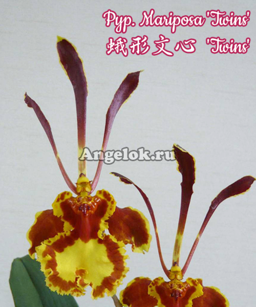 фото Психопсис (Psychp. Mariposa 'Twins' ) Тайвань от магазина магазина орхидей Ангелок