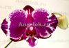 фото Фаленопсис Нью-Йорк (Phalaenopsis Younghome New York) Тайвань от магазина магазина орхидей Ангелок