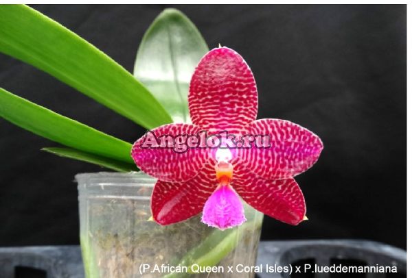 фото Фаленопсис (Phalaenopsis Zheng Min Etcing) Тайвань от магазина магазина орхидей Ангелок