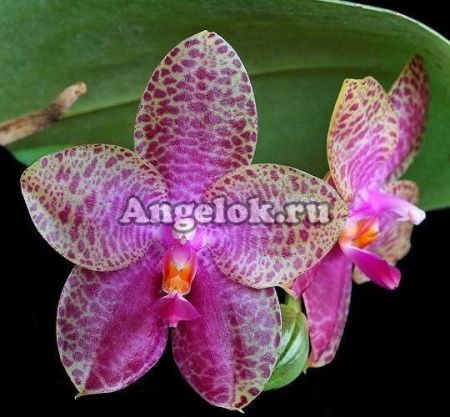 фото Фаленопсис (Phalaenopsis Mok Choui Yew x sib) Тайвань от магазина магазина орхидей Ангелок