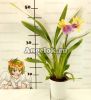Мильтония Сансет (Miltonia Sunset)
