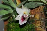 фото Променея (Promenaea riograndesis) от магазина магазина орхидей Ангелок
