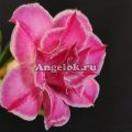 фото Адениумы от магазина магазина орхидей Ангелок