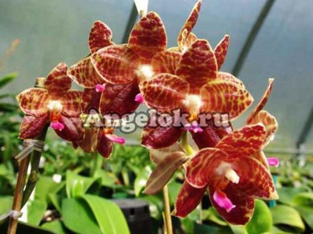 фото Фаленопсис (Phalaenopsis Ohl Flame) Тайвань от магазина магазина орхидей Ангелок