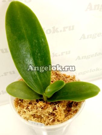 фото Фаленопсис Наташа Аико (Phalaenopsis Natasha Aiko) от магазина магазина орхидей Ангелок