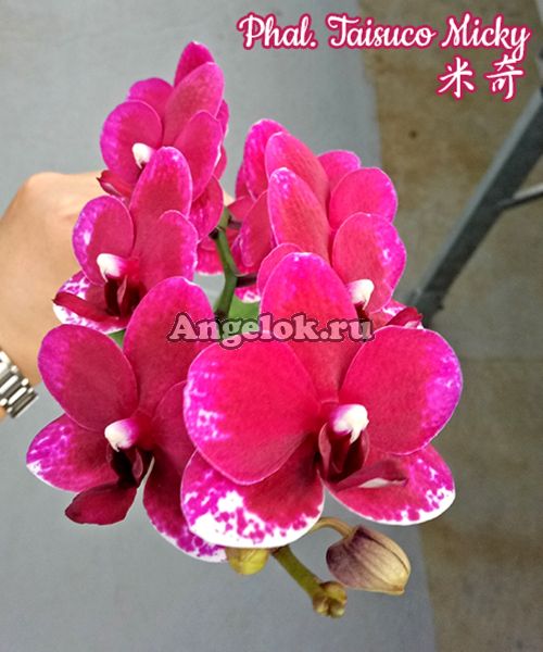 фото Фаленопсис Тайсуко Микки (Phalaenopsis Taisuco Micky) Тайвань от магазина магазина орхидей Ангелок