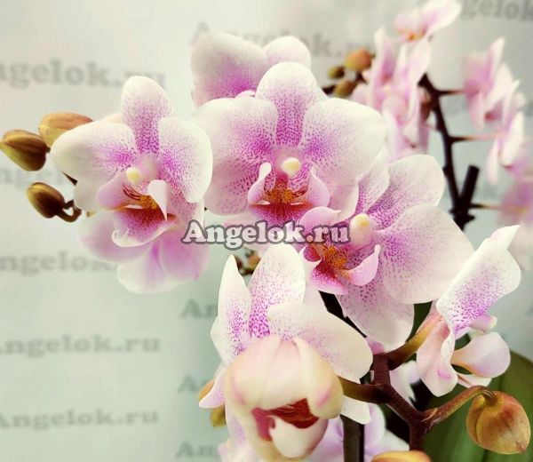 фото Фаленопсис Зефирка (Phalaenopsis Marshmallow) от магазина магазина орхидей Ангелок