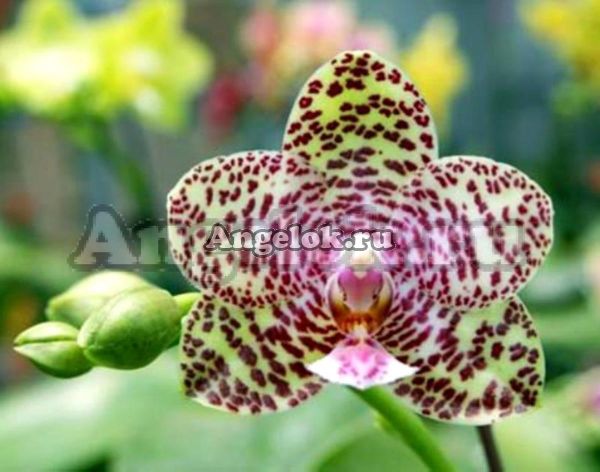 фото Фаленопсис Наташа Аико (Phalaenopsis Natasha Aiko) от магазина магазина орхидей Ангелок