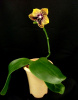 фото Фаленопсис Анаконда (Phalaenopsis Zeng Min Anaconda) от магазина магазина орхидей Ангелок