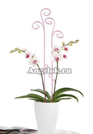 фото Опора пластиковая для орхидей Спираль от магазина магазина орхидей Ангелок