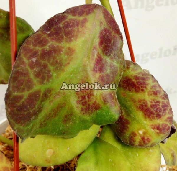 фото Хойя Веймани (Hoya waymaniae malaisia) черенок от магазина магазина орхидей Ангелок