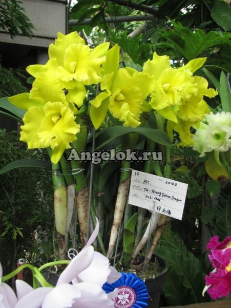 фото Каттлея (Rhy. Ta-shiang Yellow Dragon"Pu Ti Gold") Тайвань от магазина магазина орхидей Ангелок