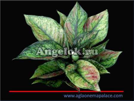 фото Аглаонема (Aglaonema Heng Heng) от магазина магазина орхидей Ангелок