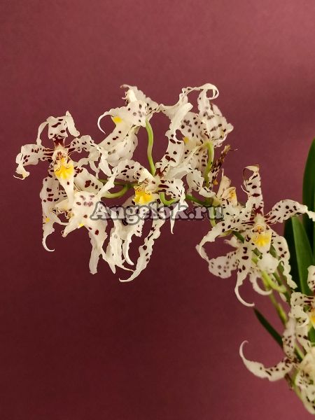 фото Одонтоглоссум (Odontoglossum naevium) от магазина магазина орхидей Ангелок
