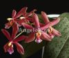 фото Фаленопсис Бронзовая Дева (Phalaenopsis Bronze Maiden) детка от магазина магазина орхидей Ангелок