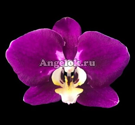 фото Фаленопсис черный (Phalaenopsis Black Gem '1901') Тайвань от магазина магазина орхидей Ангелок