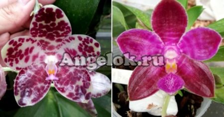 фото Фаленопсис (P. gigantea x P. lueddemanniana) Тайвань от магазина магазина орхидей Ангелок