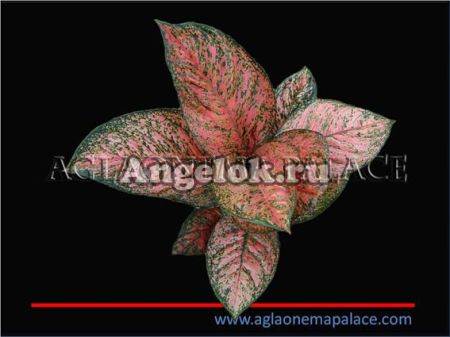 фото Аглаонема (Aglaonema Golden Emperior ) от магазина магазина орхидей Ангелок