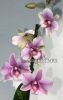 Дендробиум фаленопсис (Dendrobium Snow pink)