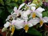 Фаленопсис Интермедия (Phalaenopsis x intermedia) Тайвань