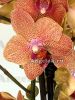 фото Фаленопсис Сансет Лав (Phalaenopsis Sunset Love) от магазина магазина орхидей Ангелок