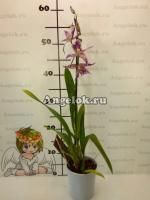 фото Камбрия (Purple Princess) от магазина магазина орхидей Ангелок