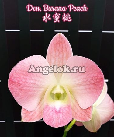 фото Дендробиум (Den. Burana Peach) Тайвань от магазина магазина орхидей Ангелок