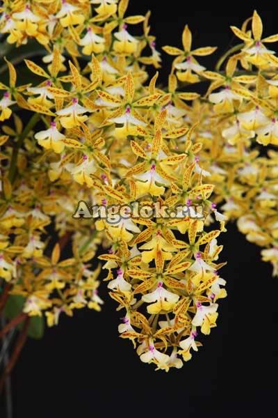фото Эпидендрум (Epi.stamfordianum 'Galaxy') Тайвань от магазина магазина орхидей Ангелок