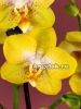 фото Фаленопсис желтый (Phalaenopsis Yellowcup) от магазина магазина орхидей Ангелок