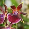 фото Зигопеталум (Zygopetalum Rhein Harlekin 'Select') от магазина магазина орхидей Ангелок