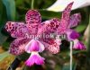 Каттлея (Cattleya Brabantiae Banderantes SM/JOGA) детка