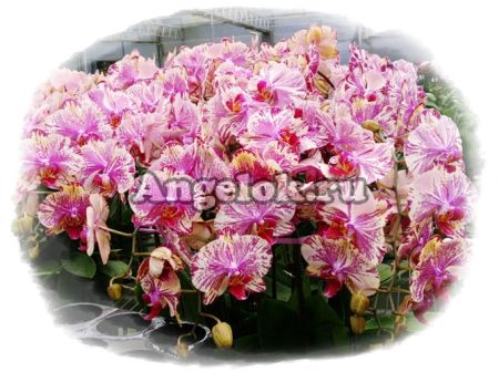 фото Фаленопсис (P.Yen Shuai Firework) Тайвань от магазина магазина орхидей Ангелок